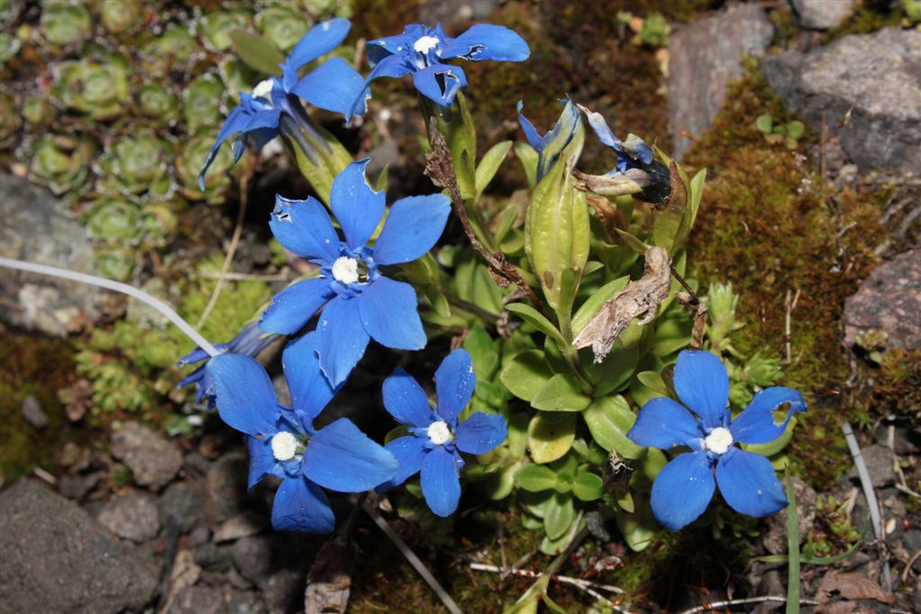 Gentiana da determinare